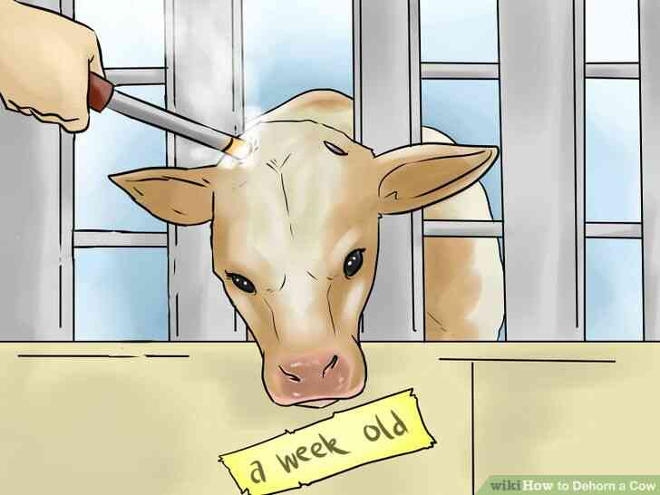 Image intitulée Écorner une Vache à l